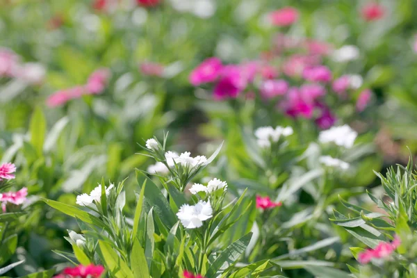 白いダイアンサス成虫の花. — ストック写真