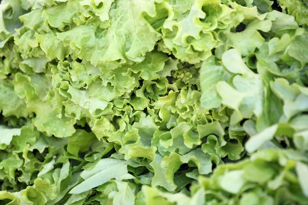 Hoja de Lactuca sativa fresca . —  Fotos de Stock