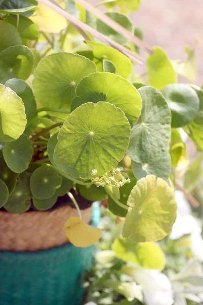 Centella asiatica in jardiniere. — Stock Photo, Image