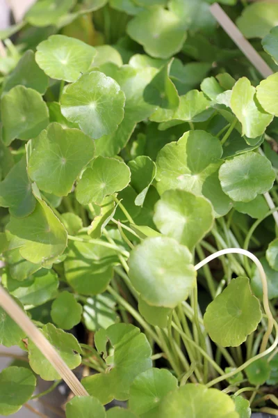Groene blad van Azorella asiatica. — Stockfoto