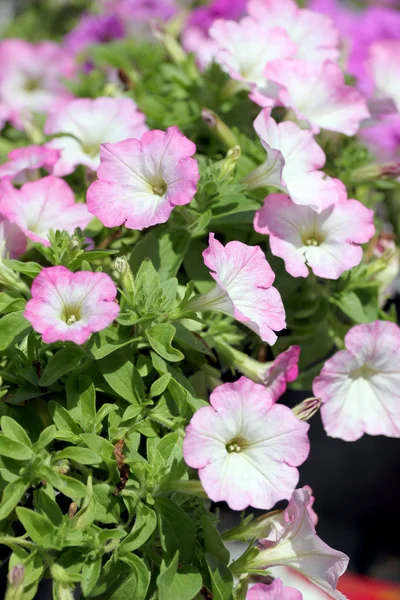 Lichte roze petunia. — Stockfoto