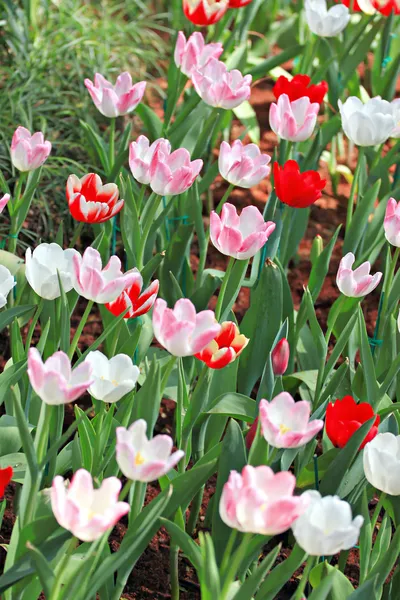 Měkké růžové tulipány. — Stock fotografie