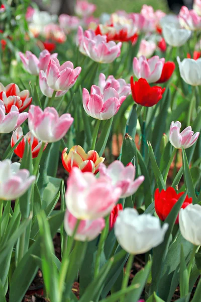 Měkké růžové tulipány. — Stock fotografie