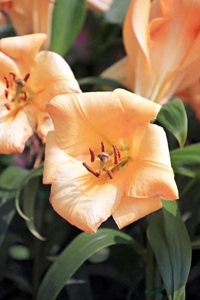 Orange Lily in the garden. — Stock Photo, Image