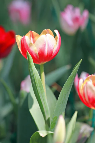 Oranžové tulipány a červená barva. — Stock fotografie