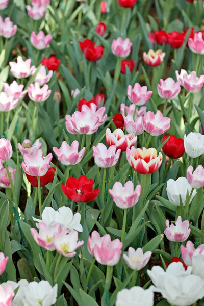 Tulipán en el jardín. — Foto de Stock