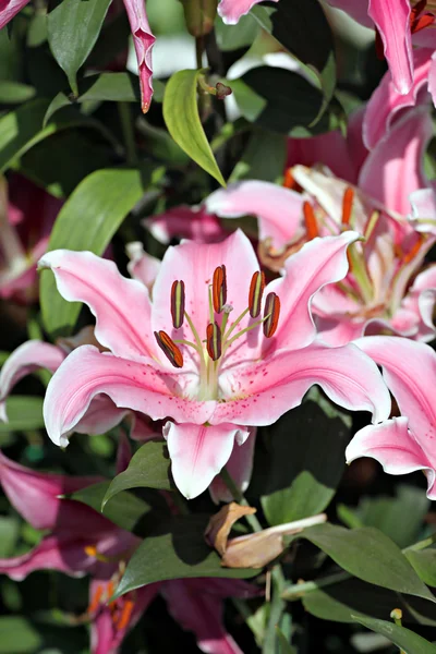 Pink Lily in the garden. — Stock Photo, Image