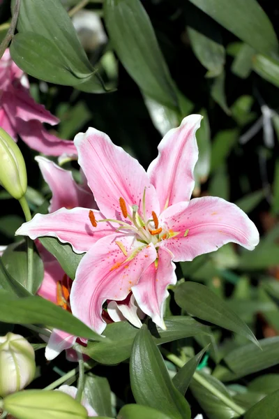 Pink Lily in the garden. — Stock Photo, Image