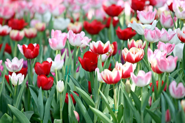 Tulipán en el jardín. — Foto de Stock