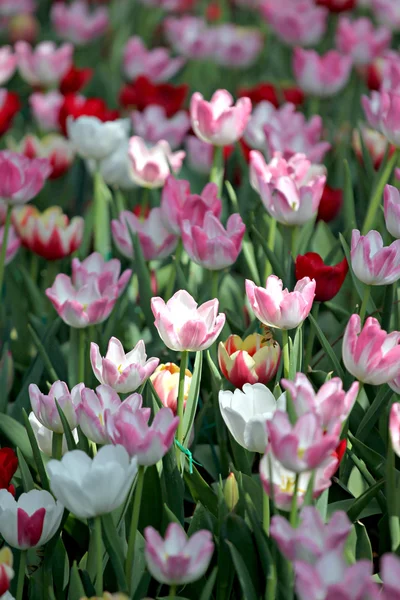 Tulipa no jardim. — Fotografia de Stock