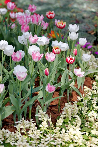Bílé tulipány. — Stock fotografie