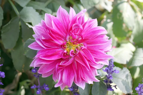 Roze mix paarse dahlia. — Stockfoto