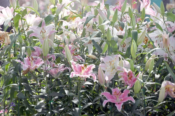 Roze lelie in de tuin. — Stockfoto