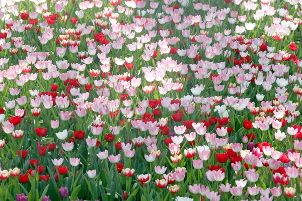 Colourful Tulips in the Plantations. — Stock Photo, Image