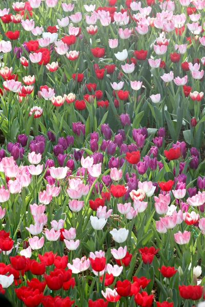 Coloridos tulipanes en las plantaciones . — Foto de Stock