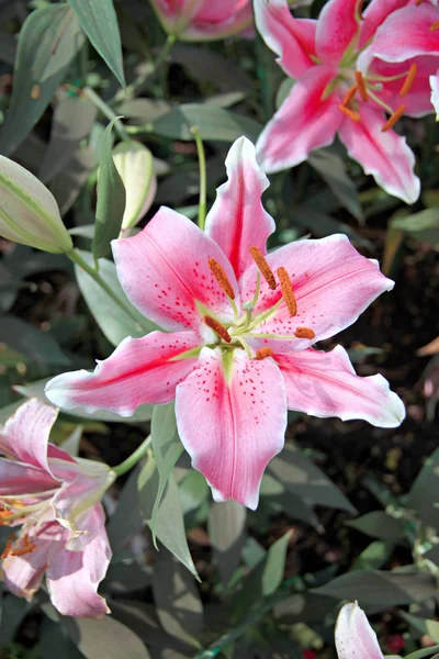 Pink Lily in the garden. — Stock Photo, Image
