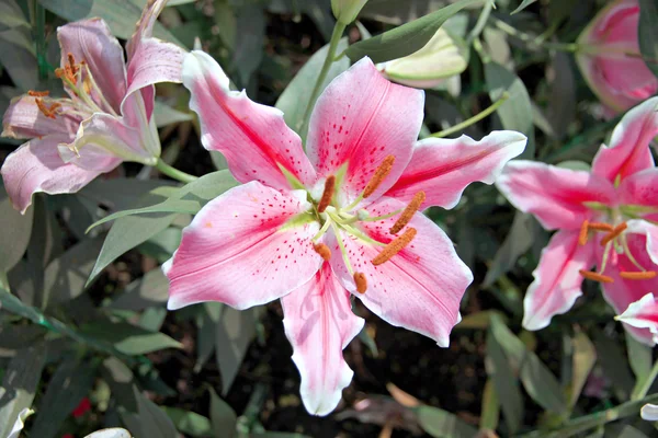 Rózsaszín liliom a kertben. — Stock Fotó