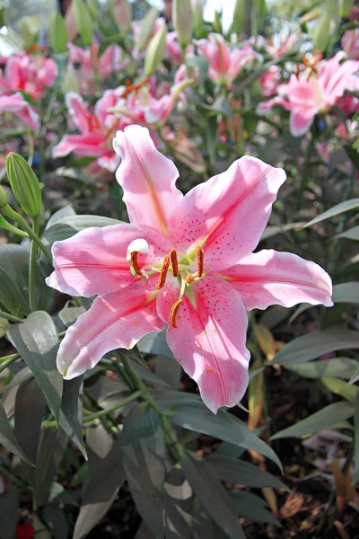 Rosa Lilie im Garten. — Stockfoto