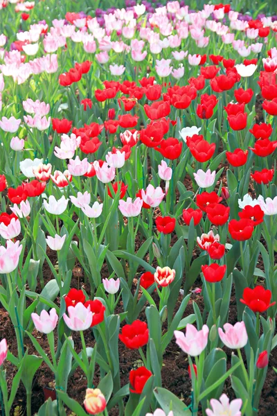 Červený tulipán na zahradě. — Stock fotografie