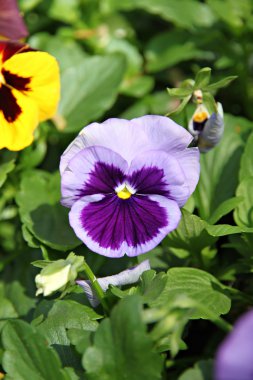 Mavi pansy veya viola çiçek.