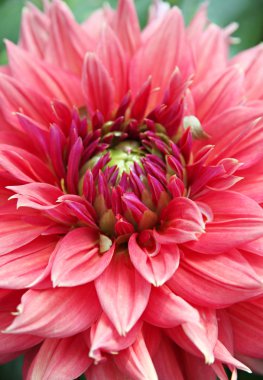 Turuncu yıldız çiçeği.