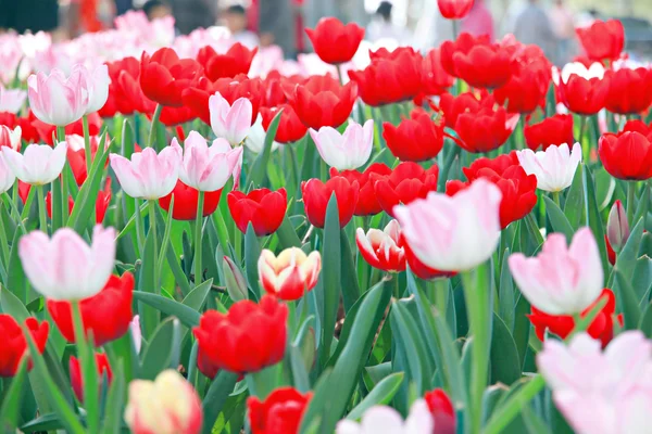 Tulipán rojo en el jardín. — Foto de Stock