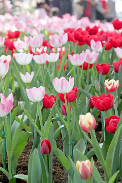 Tulipány v zahradě. — Stock fotografie