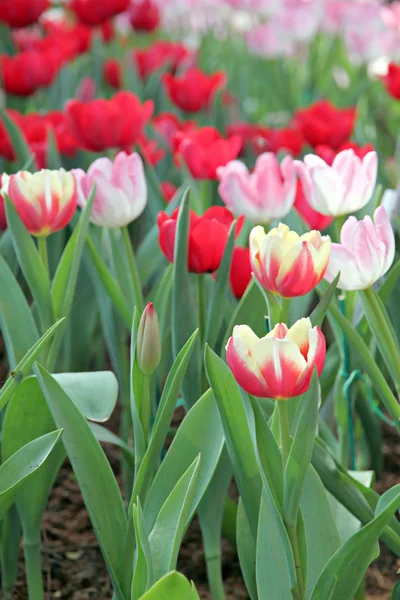 Tulipány v zahradě. — Stock fotografie