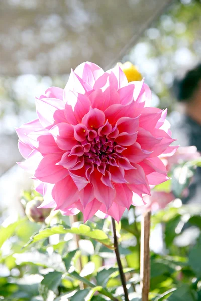 Pink dahlia. — Stock Photo, Image