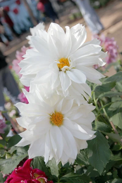 White dahlia. — Stock Photo, Image
