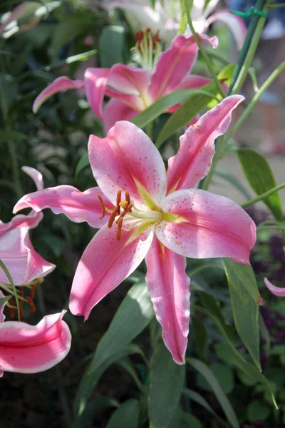 Pink Lily in the garden. — Stock Photo, Image