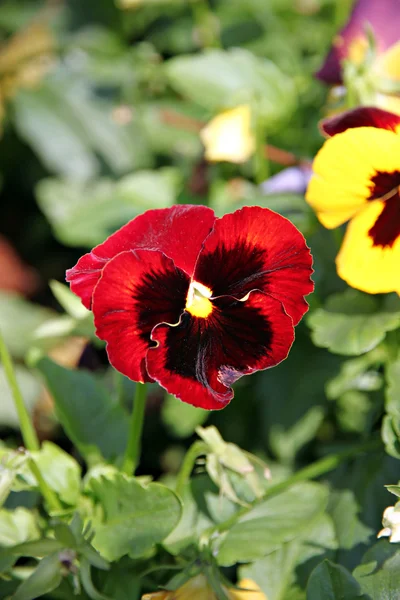 Stiefmütterchen oder Viola. — Stockfoto