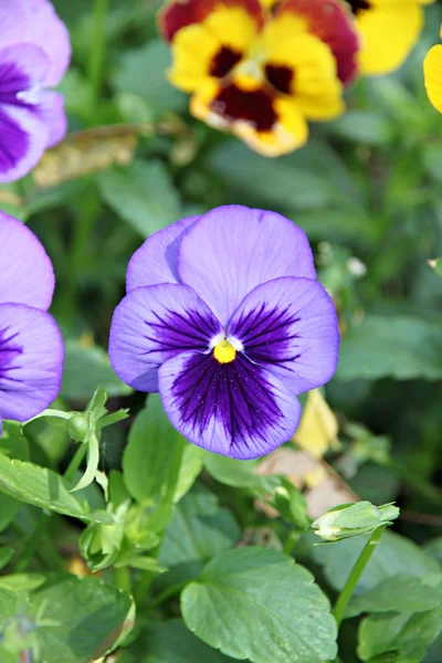 Flor azul Pansy ou viola . — Fotografia de Stock