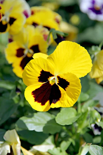 Žlutá květina maceška nebo violu. — Stock fotografie