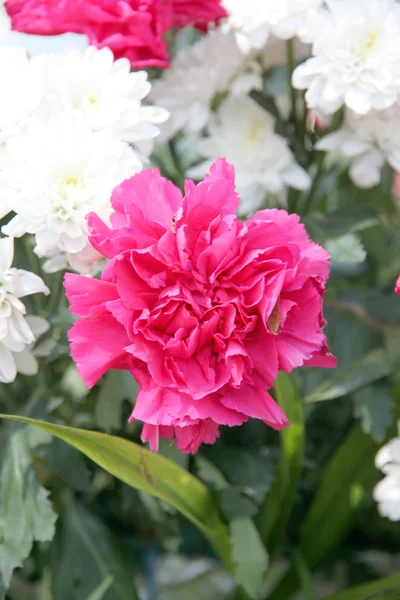 Pink carnation. — Stock Photo, Image