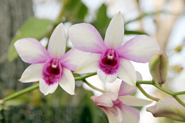 Fehér orchidea. — Stock Fotó