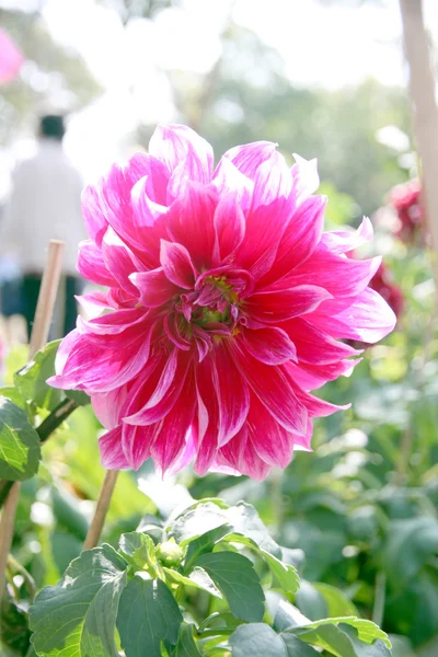 Pink dahlia. — Stock Photo, Image