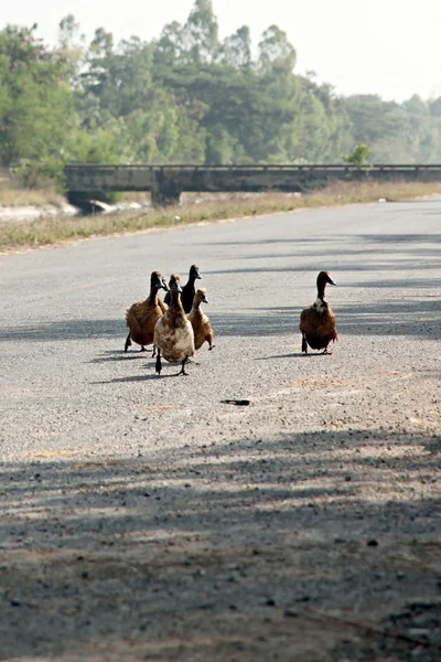 Ducks were crossing the road. — Stock Photo, Image