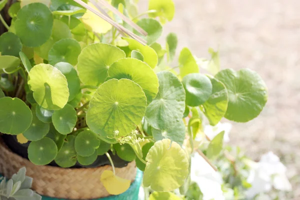 Centella asiatica dans le jardin . — Photo