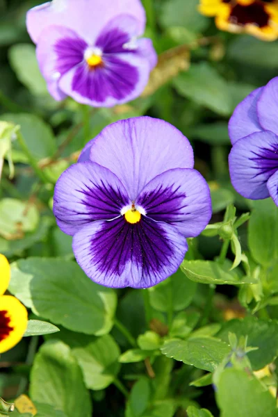 Blue Pansy or viola flower. Stock Image
