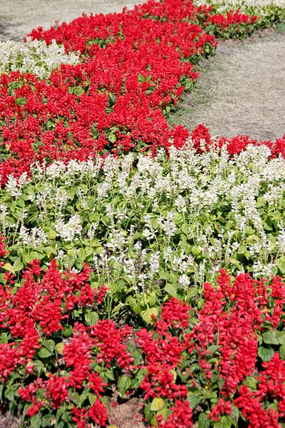 Loopbrug rode bloemen. — Stockfoto
