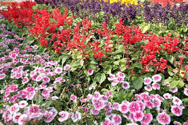 Kwiat różowy dianthus chinensis. — Zdjęcie stockowe