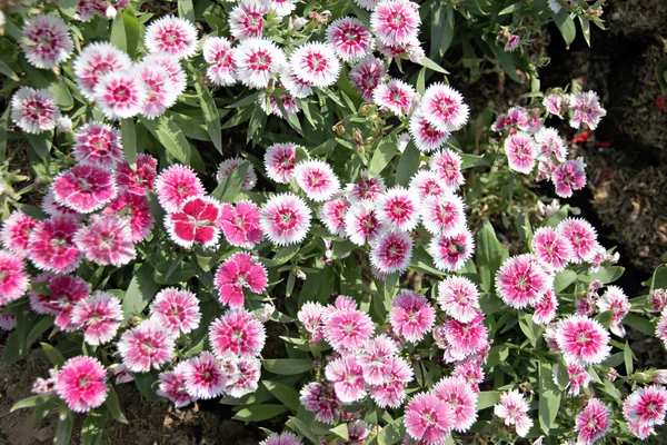 Rosa dianthus chinensis blomma. — Stockfoto