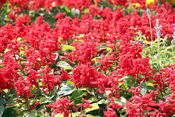 Salvia rossa d'inverno . — Foto Stock