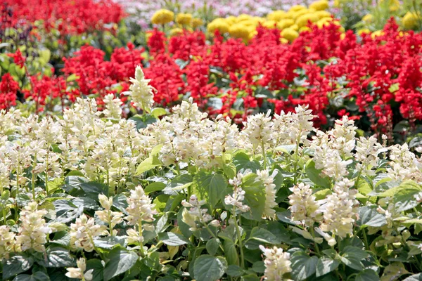 Witte salvia van de winter. — Stockfoto