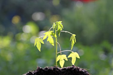 büyüyen papaya fidesi.