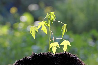 büyüyen papaya fidesi.