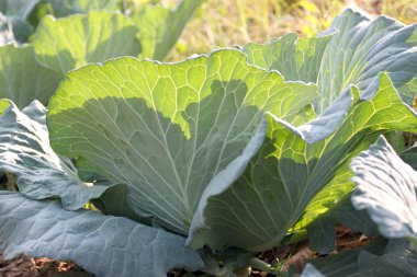 sabah güneş ışığı altında lahana.