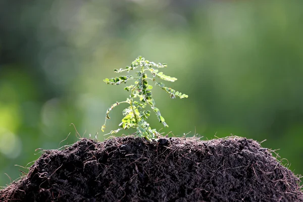 Forest tree seedlings growing. — Stock Photo, Image