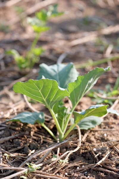 Seedling of Cabbage Aground. — Stock Photo, Image